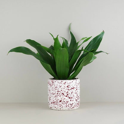 Burgundy paint splattered on a cream concrete cylinder plant pot