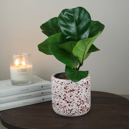 Burgundy paint splattered on a cream concrete cylinder plant pot